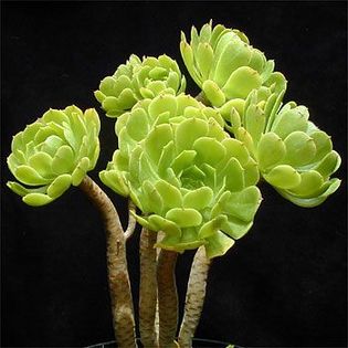 Aeonium_arboreum - PLANTE PE CARE LE DORESC