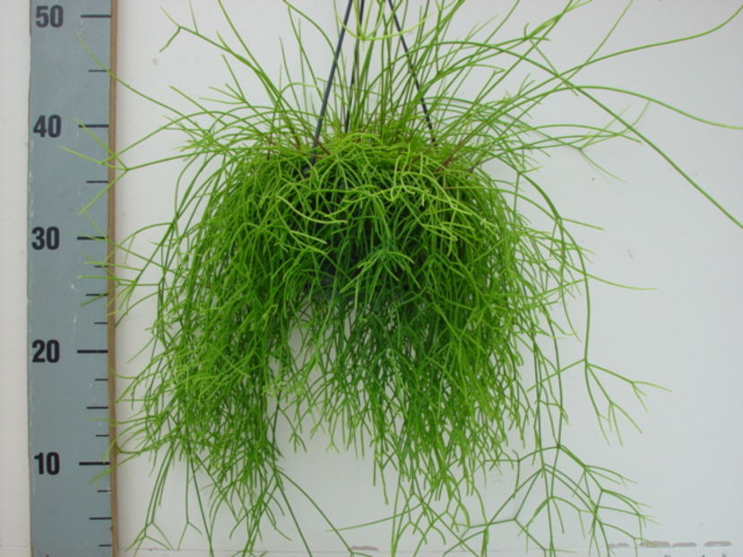 Rhipsalis_cassutha_14cm_2