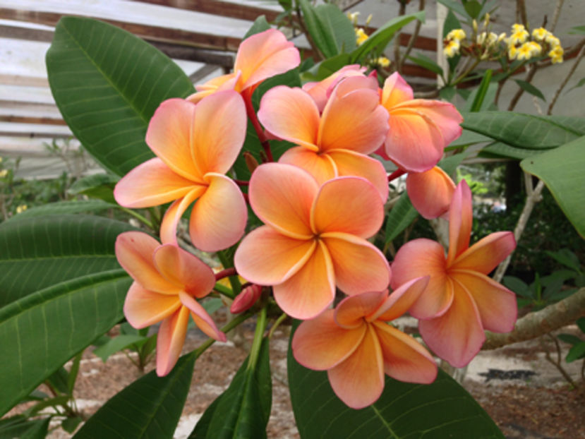 PLUMERIA - PLANTE PE CARE LE DORESC