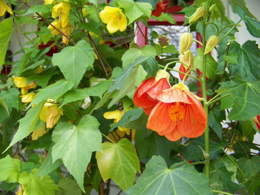 abutilon portocaliu