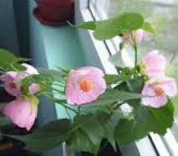 abutilon roz - Abutiloni