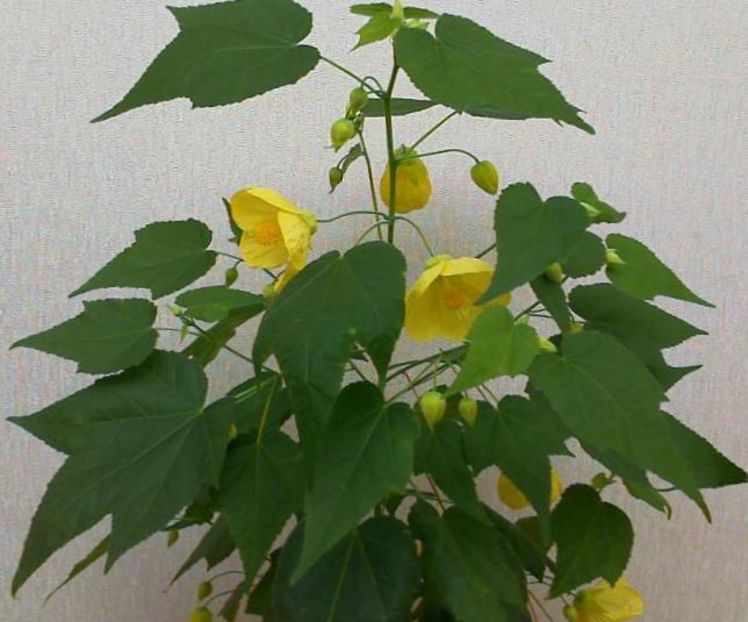 abutilon galben