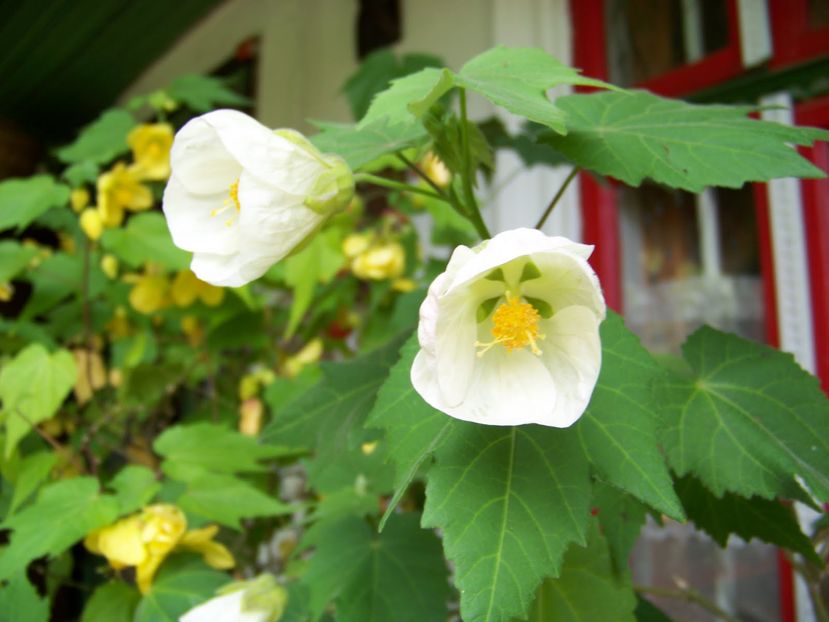 abutilon alb - Abutiloni