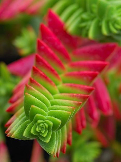 CRASSULA CAPITELLA - PLANTE PE CARE LE DORESC