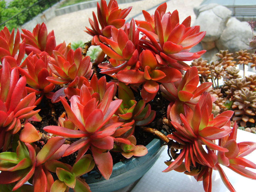 Crassula-capitella-Campfire4