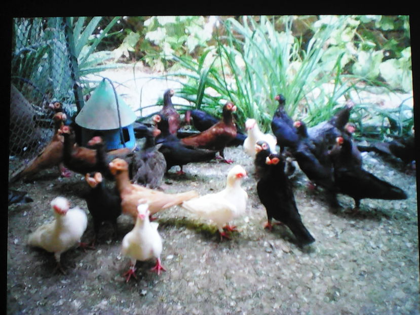 Pekanovic-- Serbia - B E R B E R I  ---    BARBS  PIGEONS