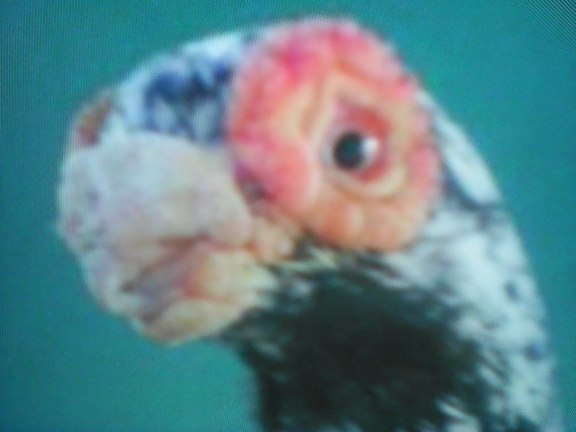 PEKANOVIC SERBIA - B E R B E R I  ---    BARBS  PIGEONS