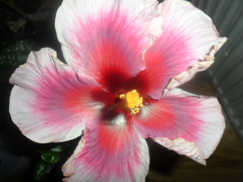  - hibiscusi 2016 -9