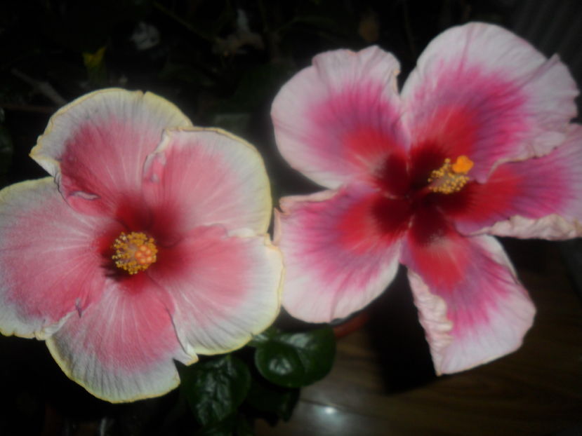  - hibiscusi 2016 -9