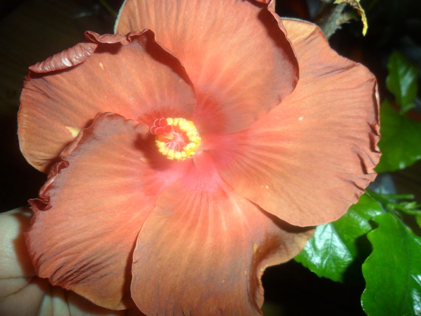  - hibiscusi 2016 -9