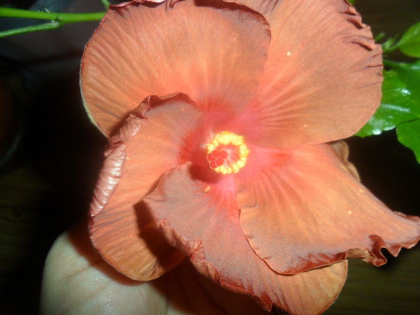  - hibiscusi 2016 -9