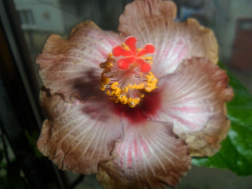  - hibiscusi 2016 -9
