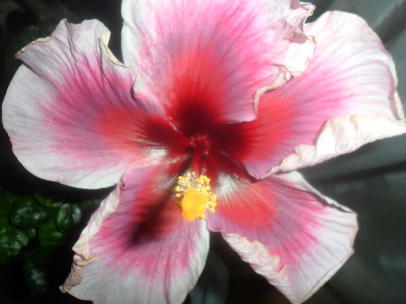  - hibiscusi 2016 -9