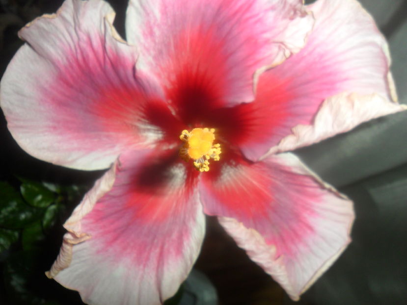  - hibiscusi 2016 -9