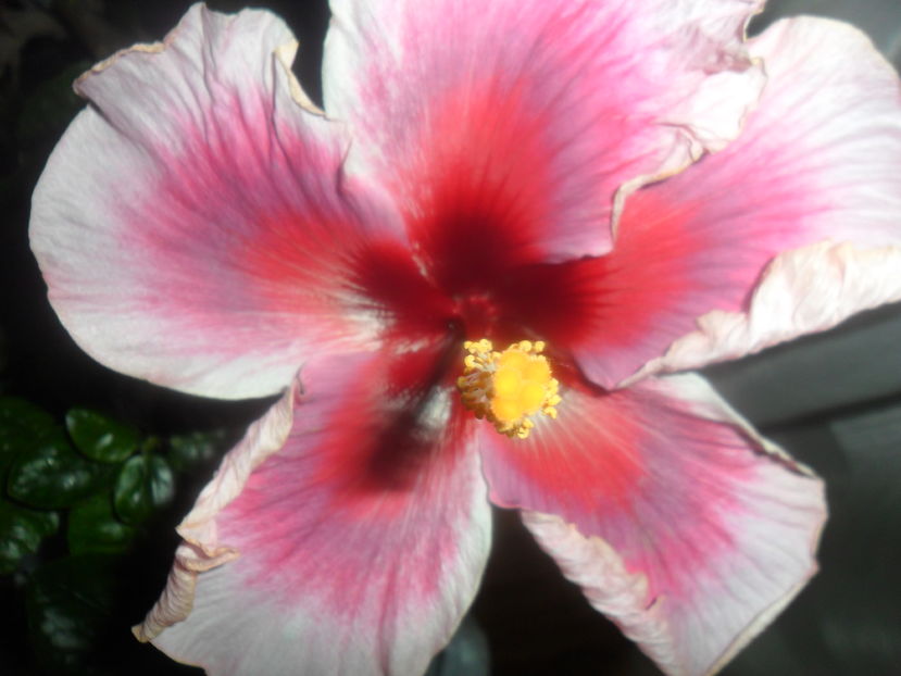  - hibiscusi 2016 -9
