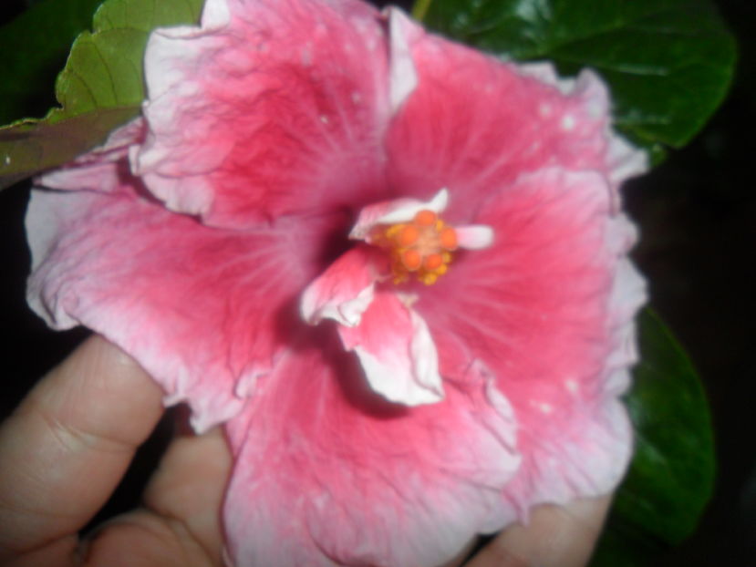  - hibiscusi 2016 -9