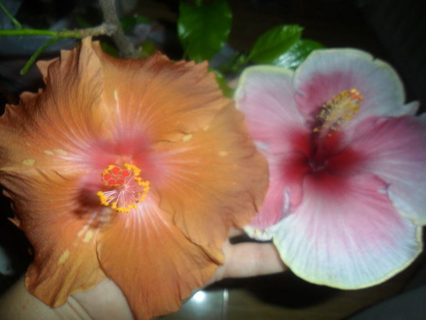  - hibiscusi 2016 -9