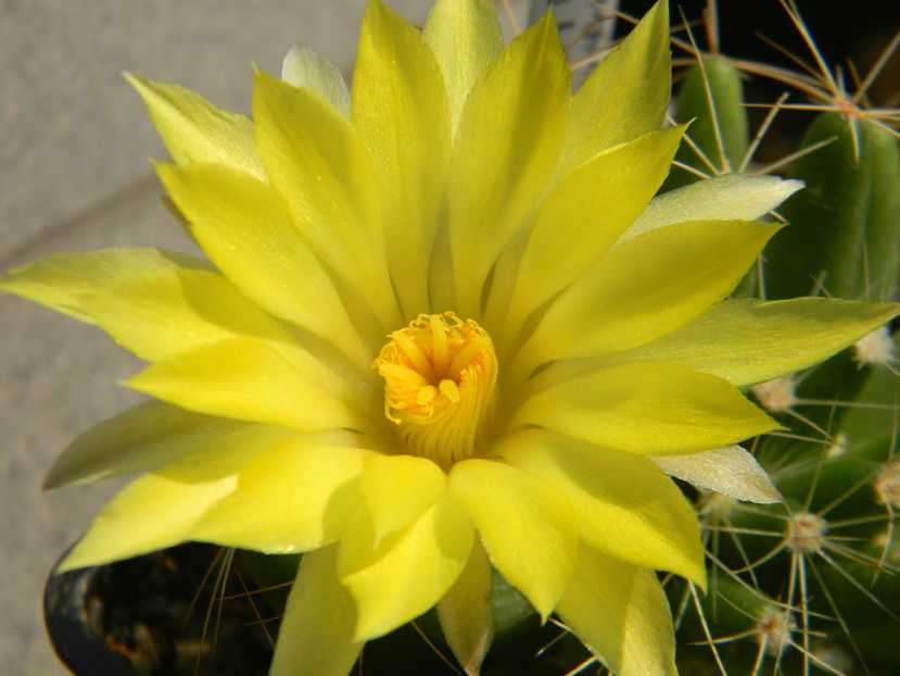 Mammillaria longimamma