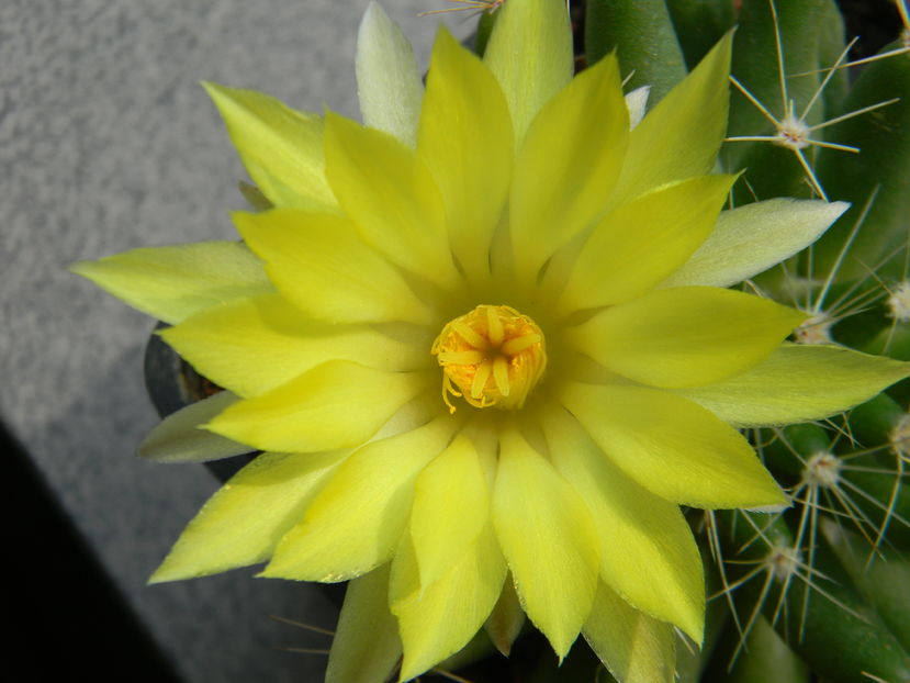 Mammillaria longimamma