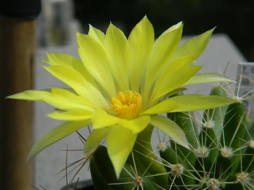 Mammillaria longimamma