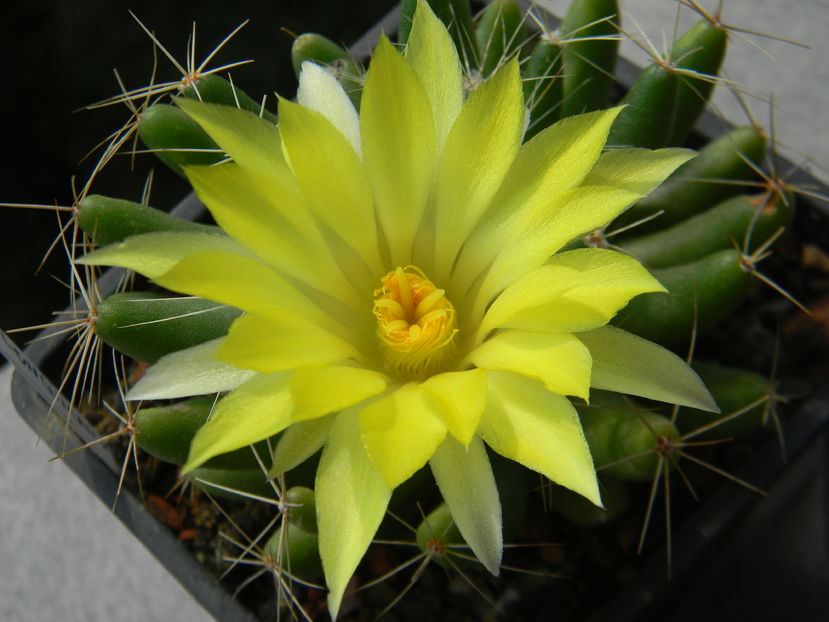 Mammillaria longimamma