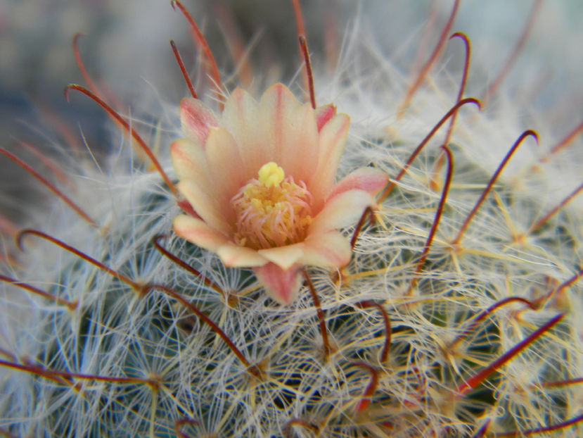 Mammillaria knebeliana