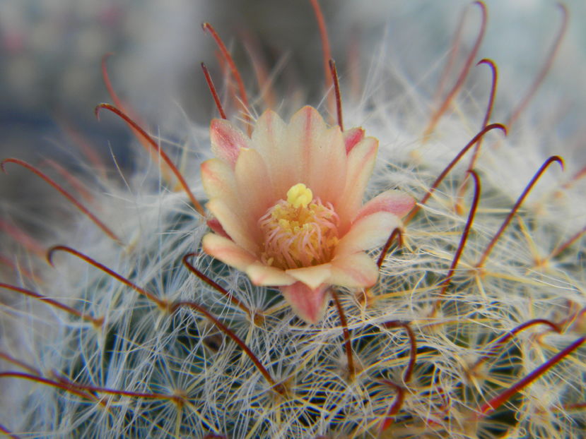 Mammillaria knebeliana