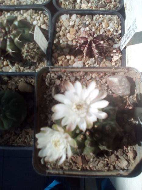 Gymnocalycium anisitsii