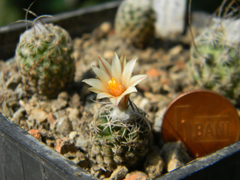 Turbinicarpus dickinsoniae