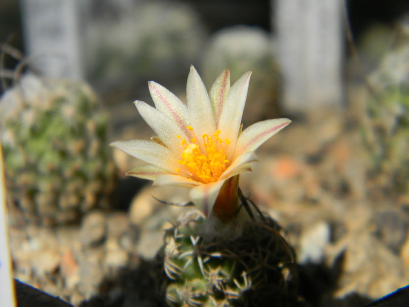 Turbinicarpus dickinsoniae
