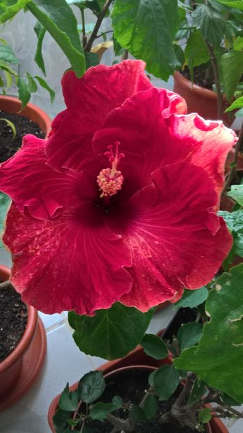  - Hibiscus Maroon Stars