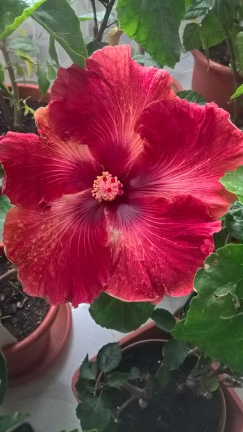  - Hibiscus Maroon Stars