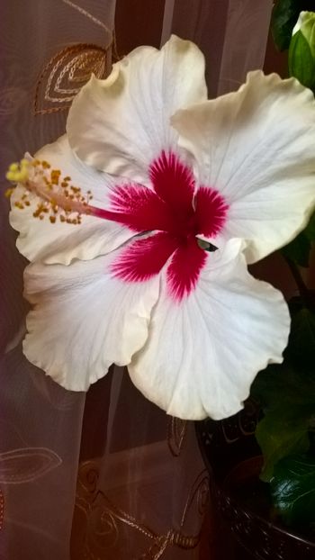  - Hibiscus Boreas White