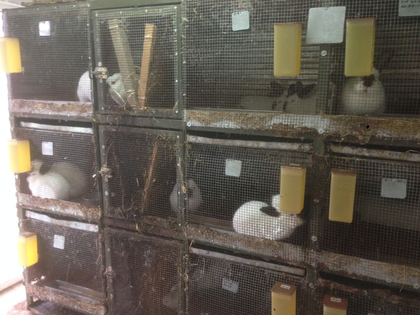  - ADAPOST - CALIFORNIAN