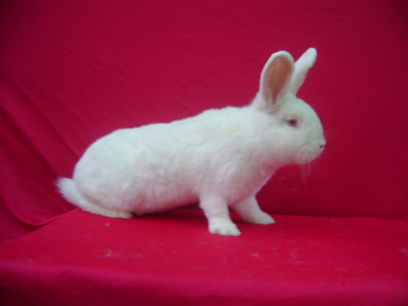 Fem RO 420 - 10 Luni - Craiova - DJ