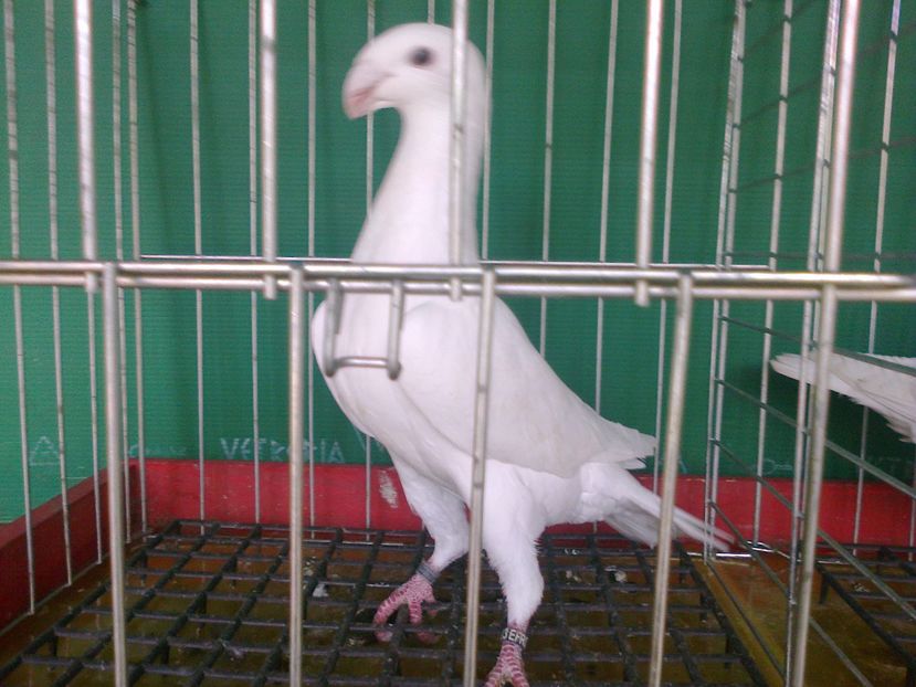 Fotografie9547 - GERMANI TINERET SI MATURI