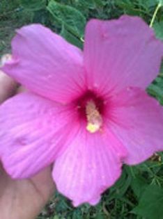 HM Swamp 15lei; Este un hibiscus de gradina ierbos, care creste pana la un metru si jumatate inaltime. Are flori mari de culoare roz-lila, planta cu inflorire abundenta, mare iubitor de apa.Florile ajung la 20cm diam
