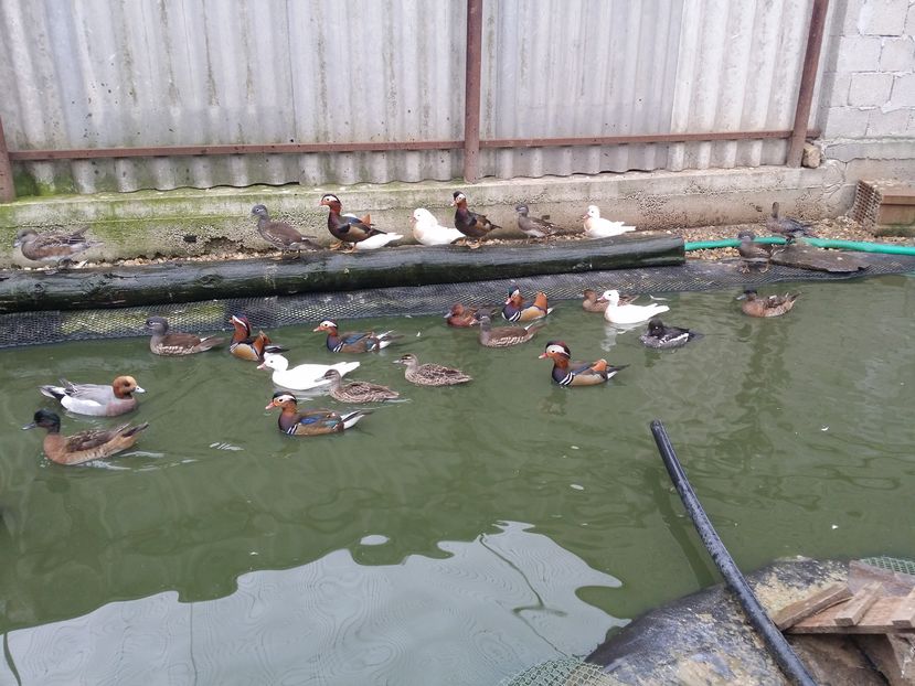 Mandarine albe,standard si negre