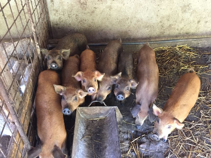 Duroc 75% mangalita 25% - Porci duroc si mangalita