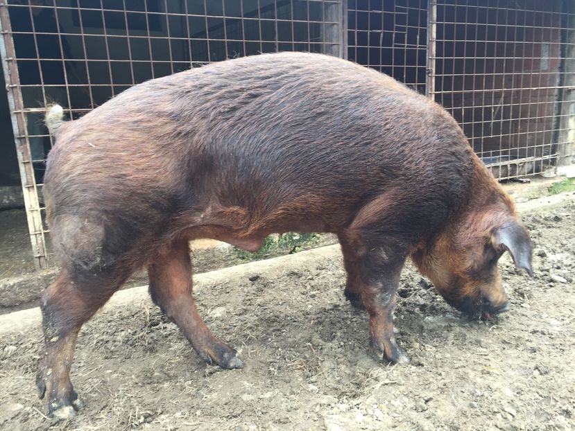 Vier duroc