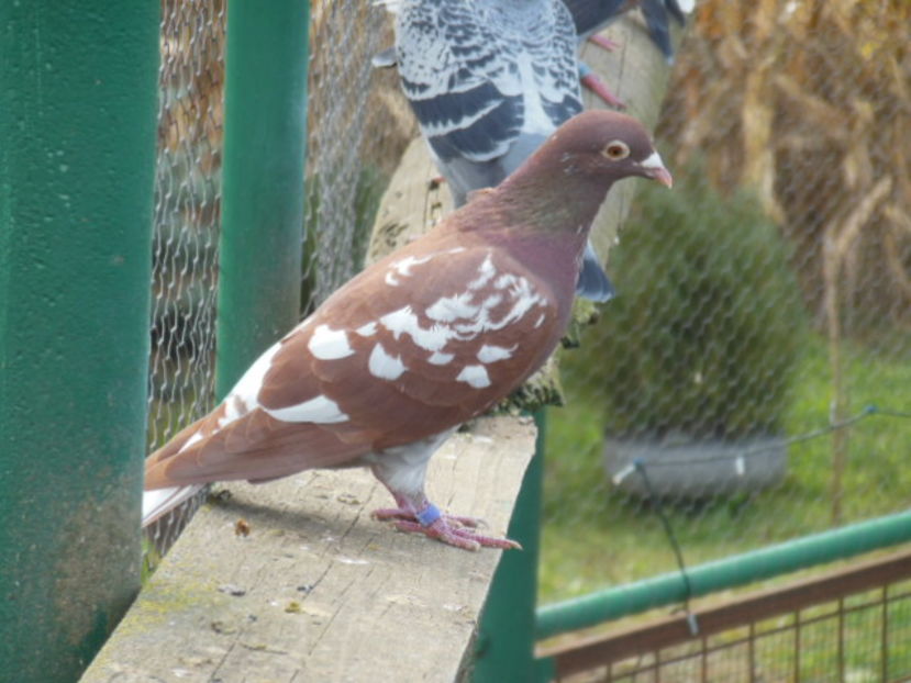 F-2012  -200 LEI - Meulemans de Vanzare