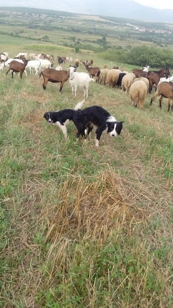 Sper ca o sa avem si puiuti - Border collie