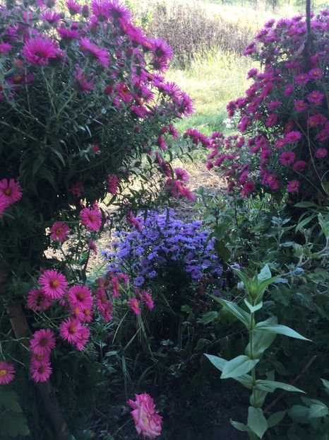 image - Aster 2016