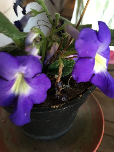 image - Streptocarpus