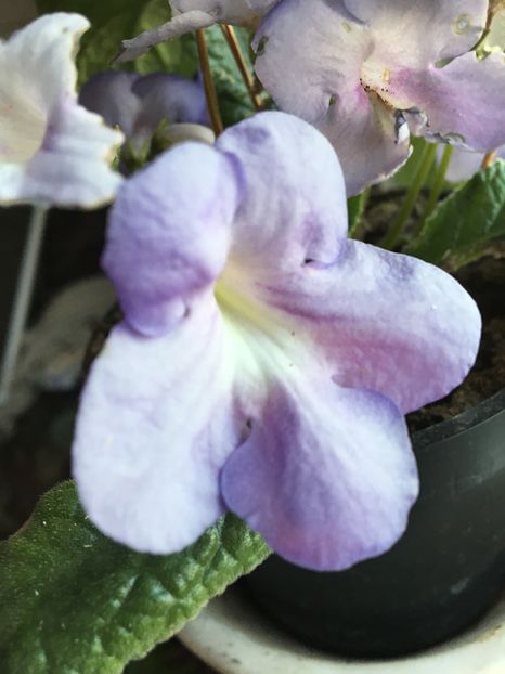 image - Streptocarpus