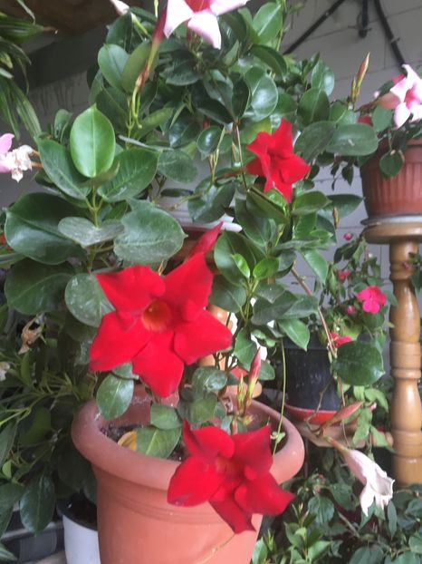 image - Mandevilla 2016