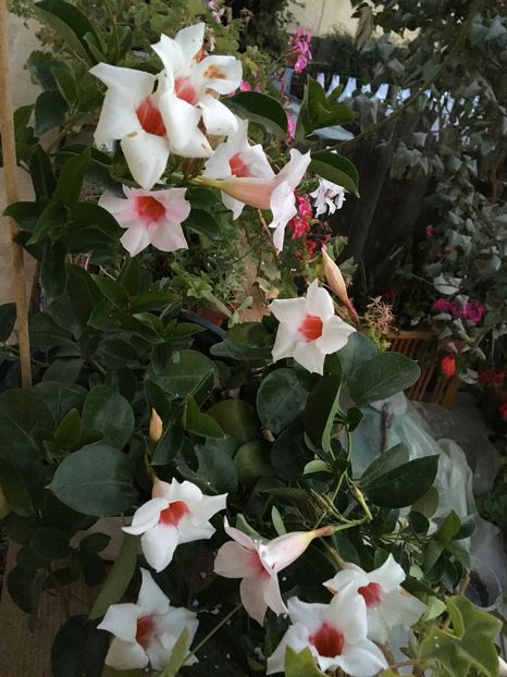 image - Mandevilla 2016