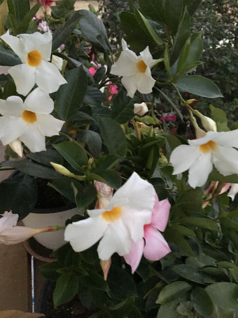 image - Mandevilla 2016