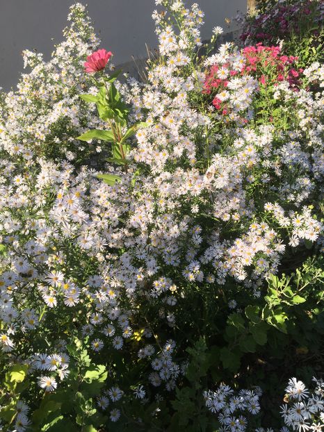 image - Aster 2016
