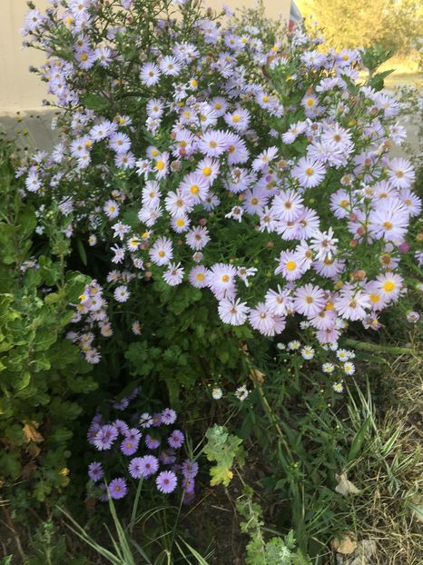 image - Aster 2016